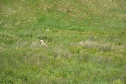 québec,îles,madeleine,golfe,saint-laurent,océan,falaises,fumoir,antan,hareng