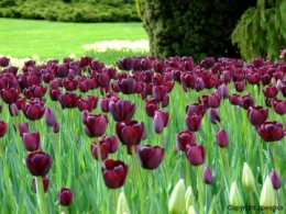 tulipes zoo fleurs 6eee02ebabd9450a9ec0581b4f82439d.jpg