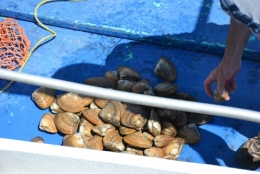québec,îles,madeleine,golfe,saint-laurent,océan,falaises,fumoir,antan,hareng