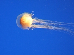 DSCF0142.JPG