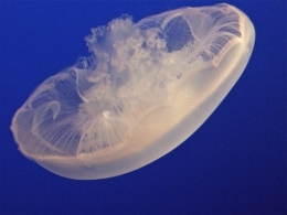 DSCF0140.JPG