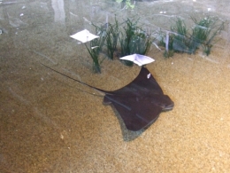 DSCF0126.JPG