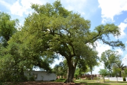 louisiane,chène,white castle,nottoway,plantation,canne à sucre