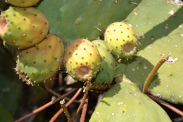 figues.JPG