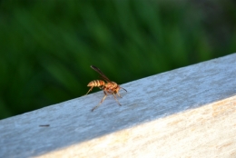 guèpe,insecte,nature