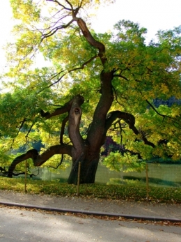 DSCF3203.jpg