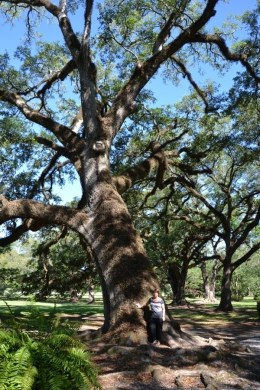 louisiane,plantation,sud,usa,canne,sucre,mississipi,chênes,oak alley