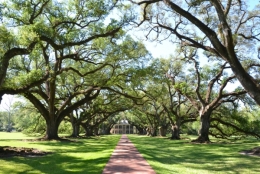 louisiane,plantation,sud,usa,canne,sucre,mississipi,chênes,oak alley