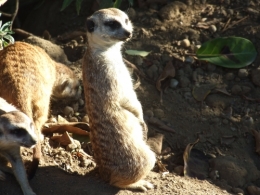 DSCF5529.JPG