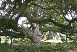 Lafayette,louisiane,chêne;500,ans,cathédrale