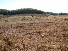 foret.jpg