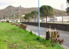 biodiversité, arbres,énergies renouvelables, modes actifs, vélos,piétons,zones de circulation apaisées,