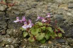 Cymbalaria_muralis.jpg