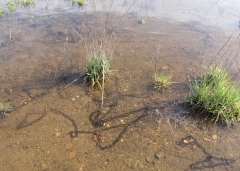 pontes.jpg