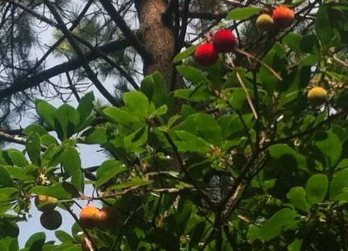 Voici des fruits, des fleurs, des feuilles et des branches