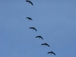 Grues2015-0.jpg