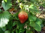 Fraise2012.JPG