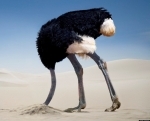 ostrich-in-sand.jpg