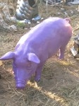 cochonbleu.JPG