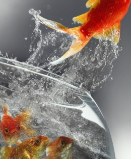 fishsuicide-1.jpg