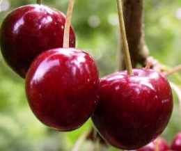 cerises..jpg
