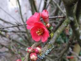 PRUNUS BOURGEONS.jpeg