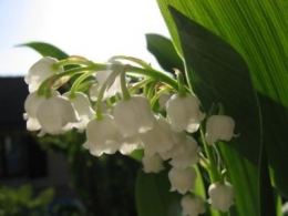 1er mai, bonheur,
