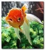 poisson_rouge_deux.JPG