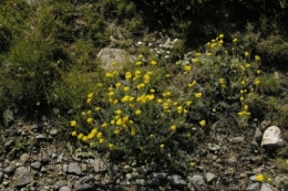 immortelles cap de creus.jpg