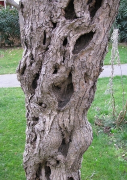 Beau et viel arbre.jpg