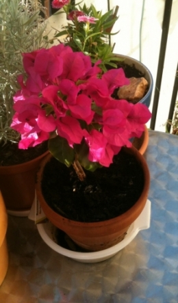 mini bougainvillé.jpg