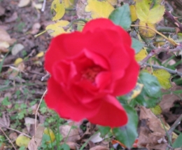 et la rose......jpg
