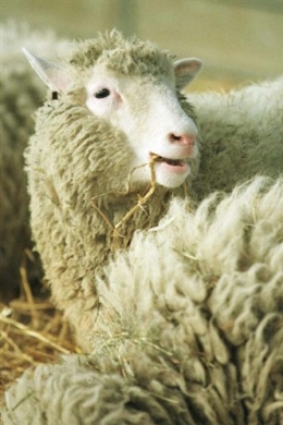 © AFP (Dolly, la célèbre brebis qui fut le premier mammifère cloné de l'histoire).jpeg