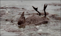 100604_gulf_oil_spill_lg33.jpeg