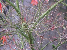 gouttes de pluie.jpg