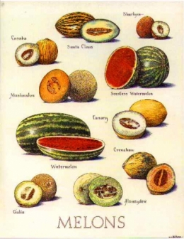 posst-melon.jpeg