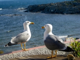   Mouettes de Cadaqués.jpg