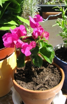bougainvillée balcon.jpg