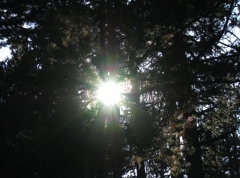Soleil ds le sous bois.jpg