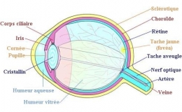 oeil.jpeg