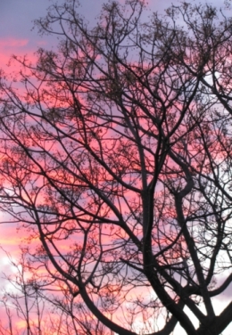 Hiver rose.jpg