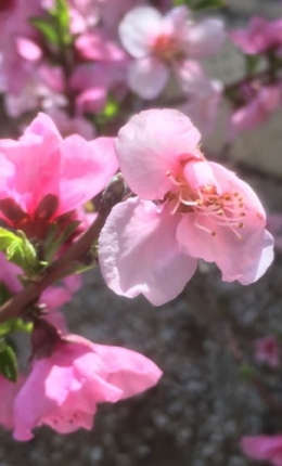 Fleur Nectarine.jpg