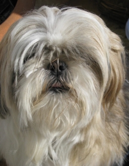 Vitchie le shi tzu.jpg