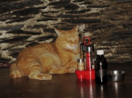 gato Tao.jpg