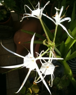 fleurs de Dalat.jpg