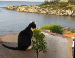 Méditation del gato !.jpg