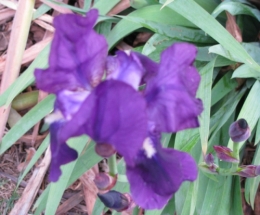 L'Iris.jpg