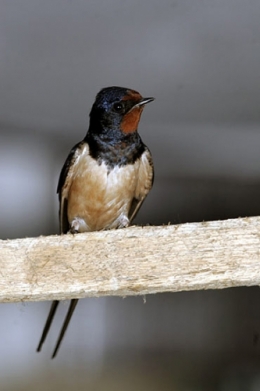  hirondelle.jpg