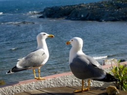 deux mouettes.jpg