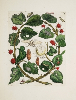 Maria Sibylla Merian Raupen wunderbare Verwandelung und sonderbare Blumennahrung.jpeg